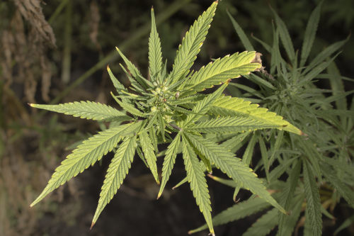 full-spectrum-hemp-extract