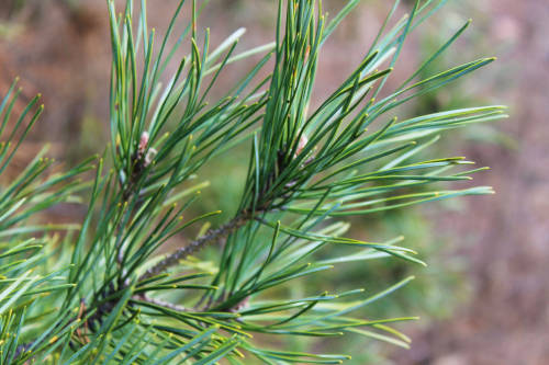 Pine Needle