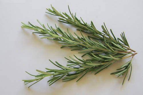 Rosemary
