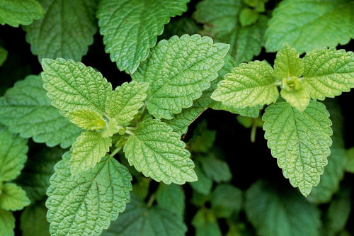 Lemon Balm plant