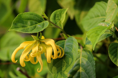 Ylang Ylang plant